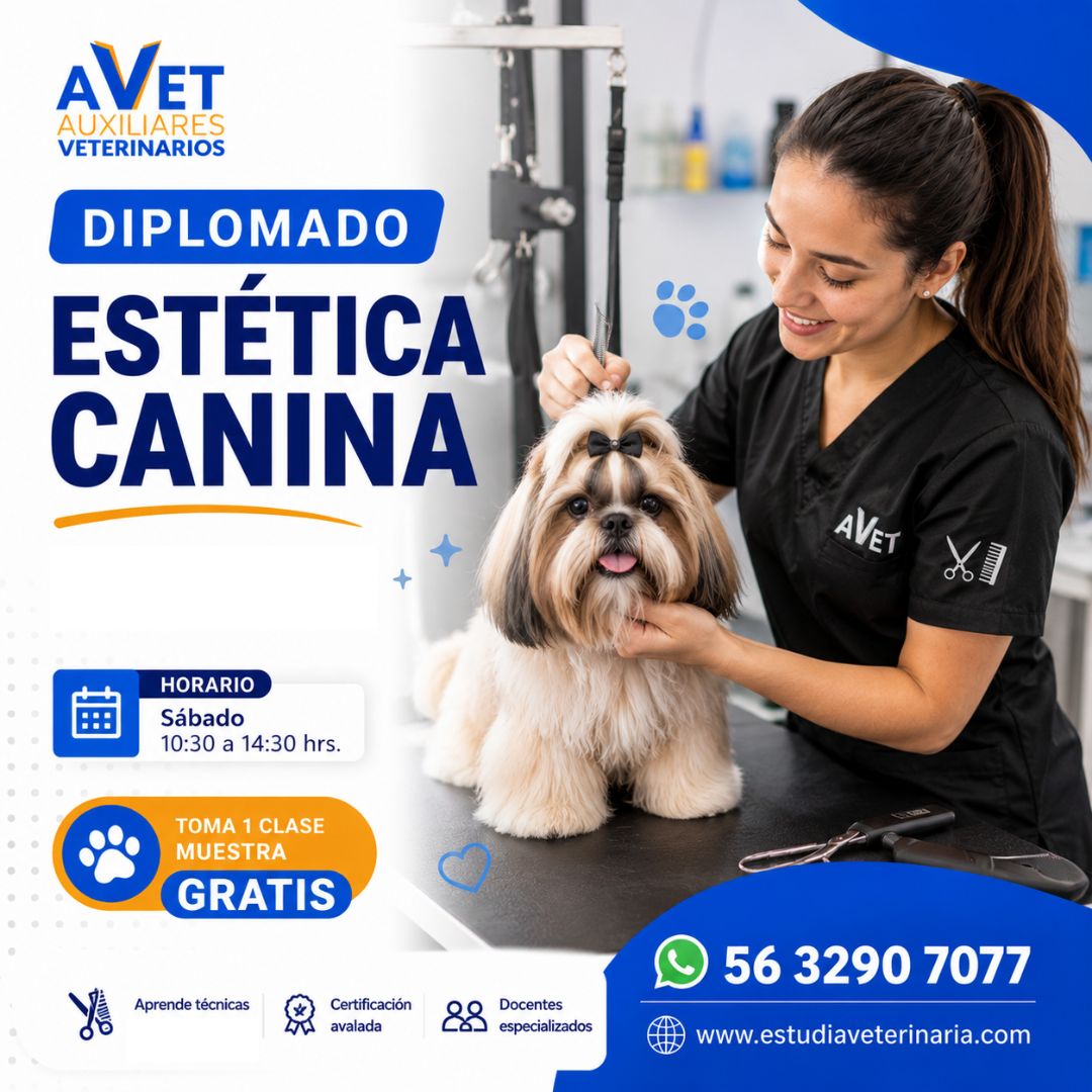 Diplomado en Estética Canina